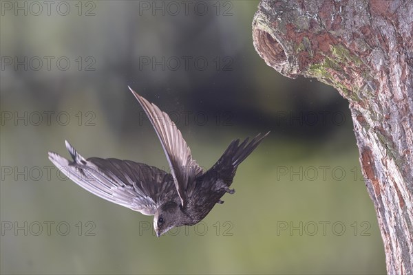 Common Swift