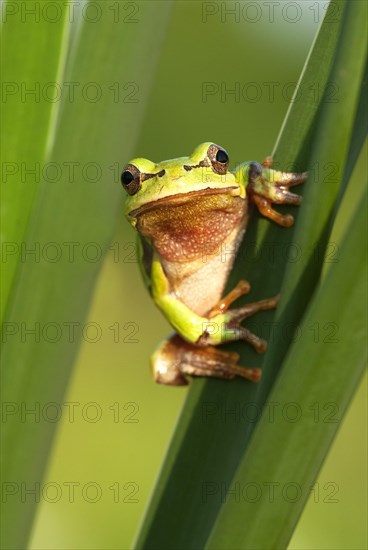 European tree frog