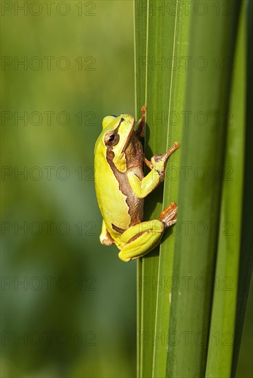 European tree frog