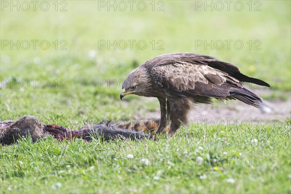 Lesser spotted eagle