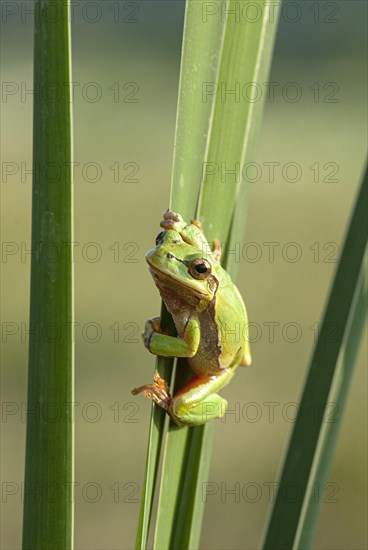 European tree frog