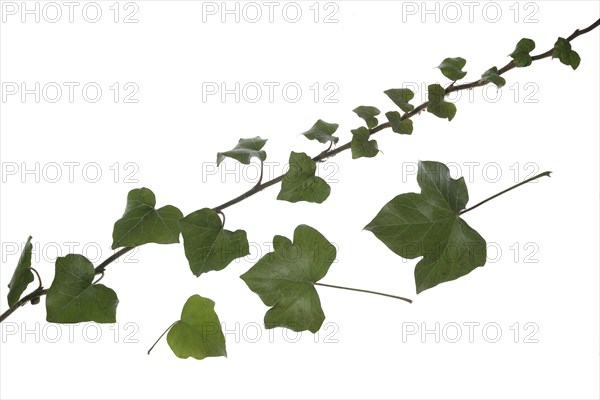 Ivy vine