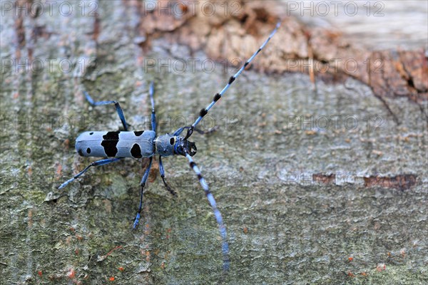 Rosalia longicorn