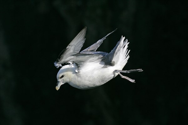 Northern fulmar