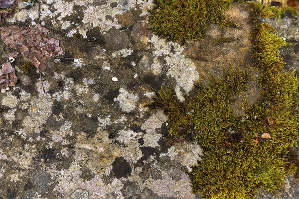 Various mosses on a lime sandstone