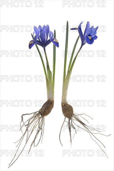 Iris reticulata