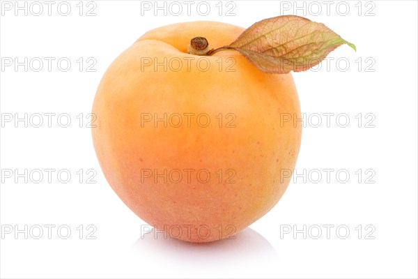 Apricot fruit fruit fresh cropped isolated against a white background