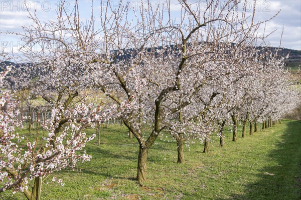 Apricot blossom