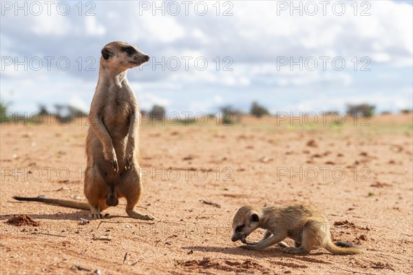 Meerkats