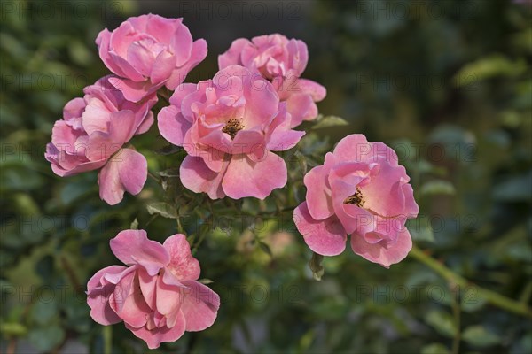 Dog rose and also dog rose