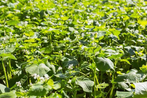 Field with buckwheat