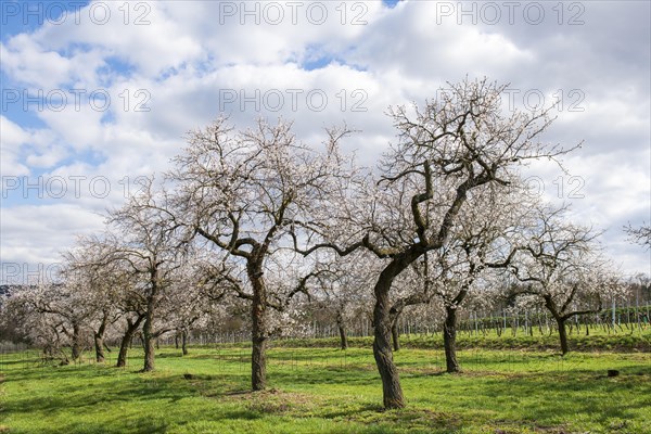 Apricot blossom