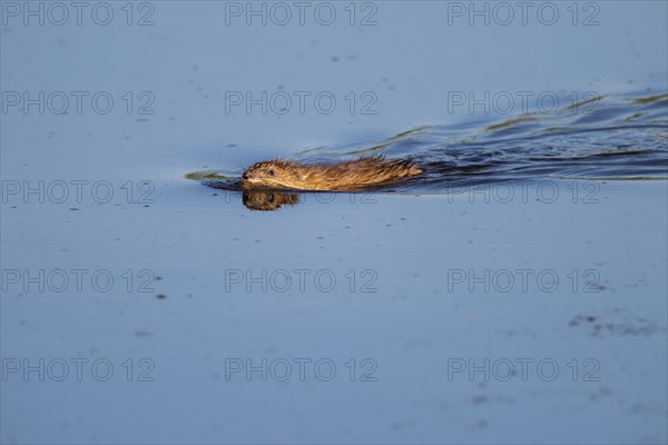 Muskrat