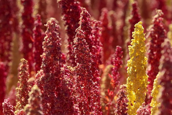 Panicles of ripe quinoa