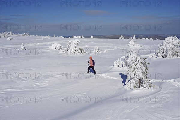 Snowshoe hiker walks through winter landscape over snow-covered high moor