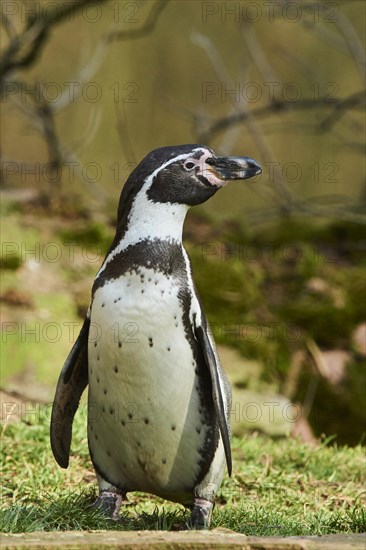 Humboldt penguin