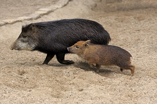 White-lipped peccary