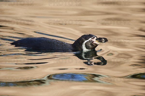 Humboldt penguin