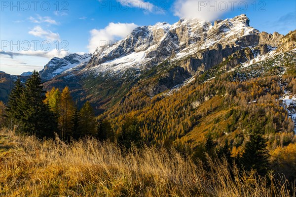 Snowy mountain peaks of the Civetta group with autumn lark forest in the foreground