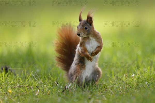 Squirrel