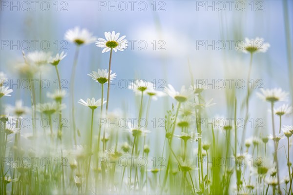 Marguerite