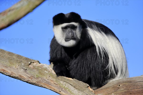 Mantled guereza