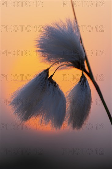 Common cottongrass