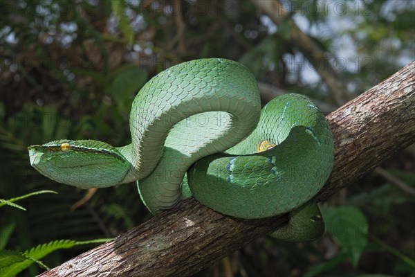 North Philippine Temple Pit Viper