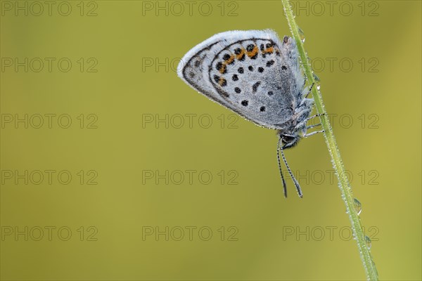 Argus blue butterfly