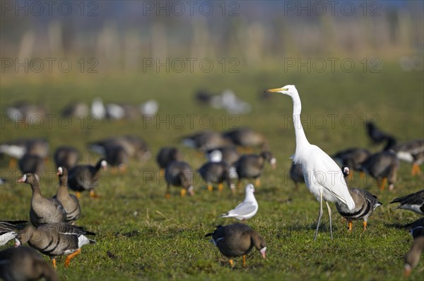 Greater white-fronted goose