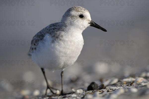 Sanderling