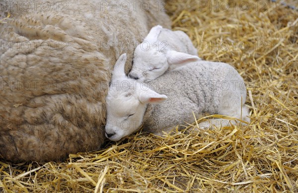 Texel sheep with lambs