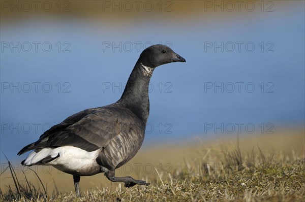 Brent Goose