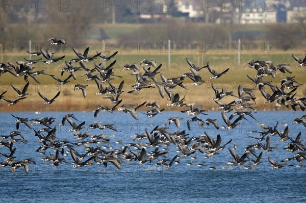 White-fronted Geese