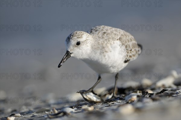 Sanderling