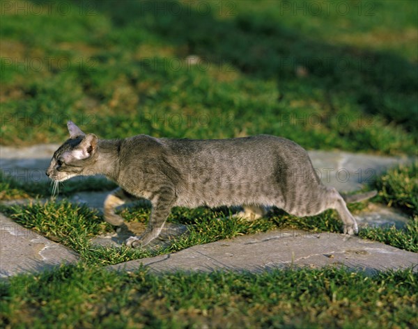 Oriental house cat chase