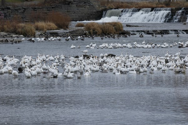 Snow geese