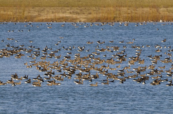 White-fronted Geese