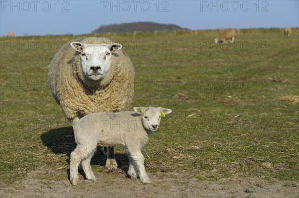 Texel sheep and lamb
