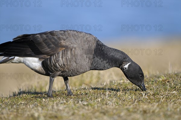 Brent Goose