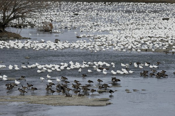 Snow geese