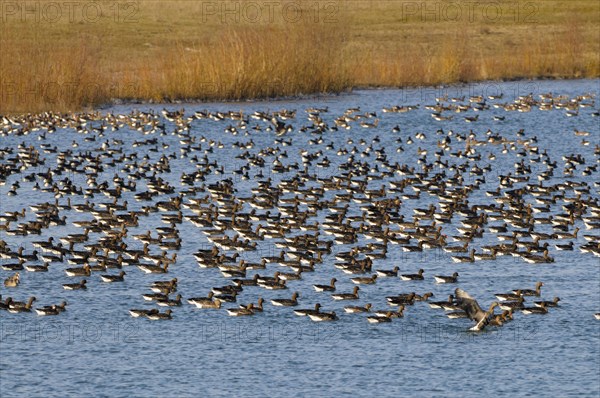 White-fronted Geese