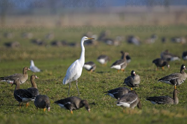 Greater white-fronted goose