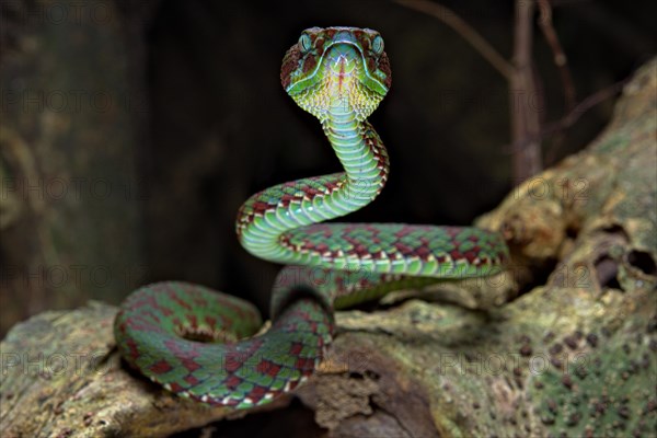 Brown-spotted pit viper