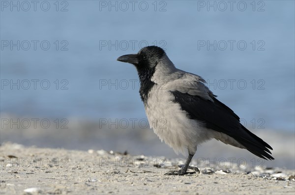 Hooded Crow