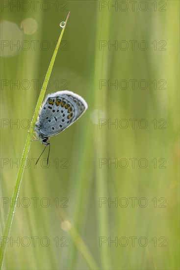 Argus blue butterfly