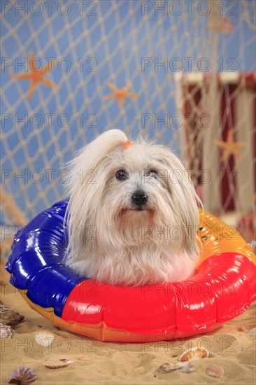 Coton de Tulear