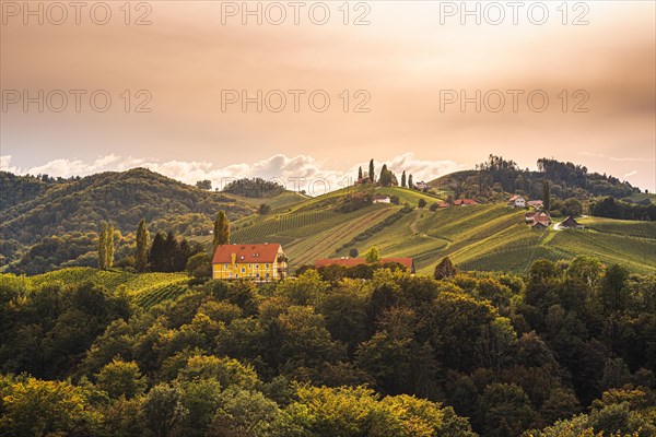 Vineyards in South Styria