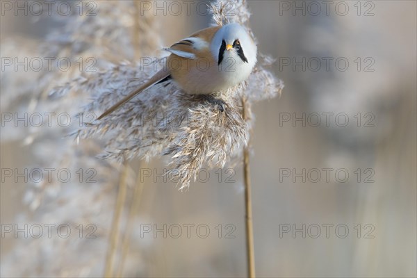 Bearded reedling