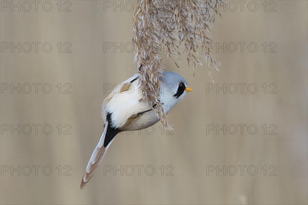 Bearded reedling